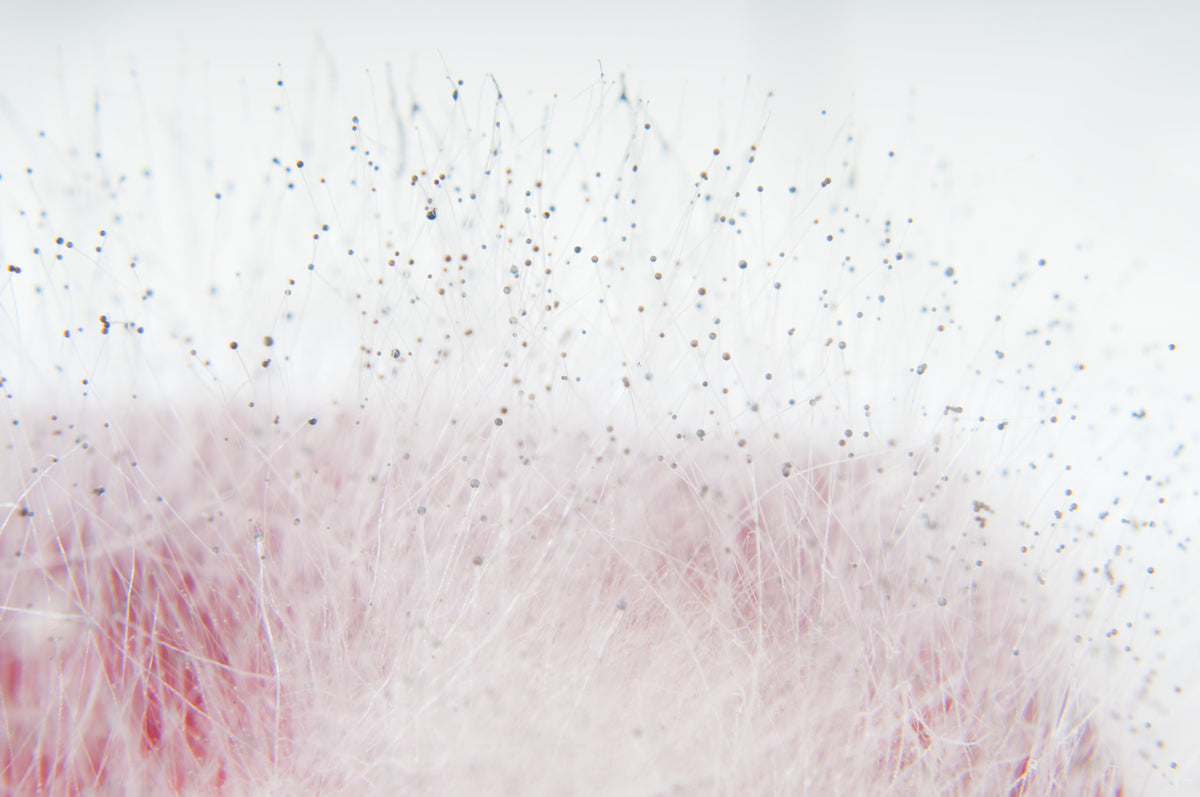 Mould spores