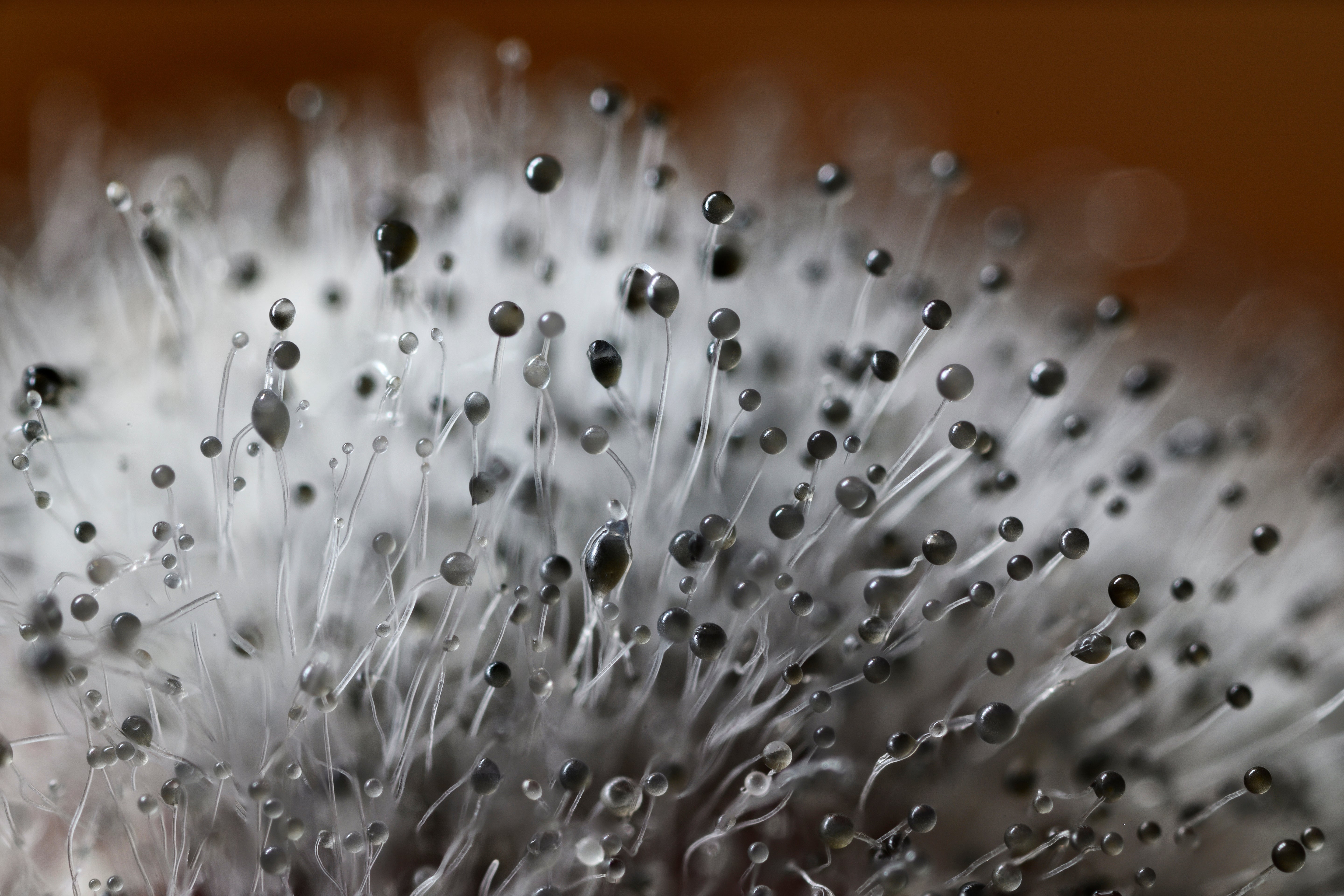 Black mould